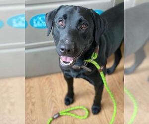Labrador Retriever Dogs for adoption in Troy, IL, USA