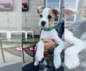 Jack Russell Terrier-Unknown Mix Dogs for adoption in Sheboygan, WI, USA