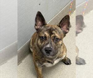 Bulldog-Unknown Mix Dogs for adoption in Las Vegas, NV, USA