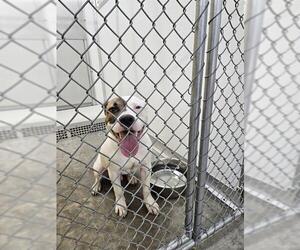 American Pit Bull Terrier Dogs for adoption in Temple, TX, USA