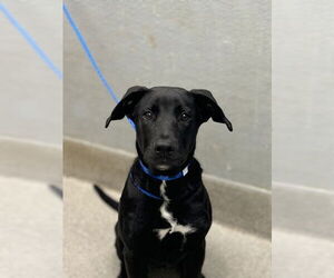 Labrador Retriever-Unknown Mix Dogs for adoption in Las Vegas, NV, USA