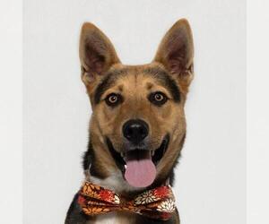 Siberian Husky-Unknown Mix Dogs for adoption in Santa Maria, CA, USA