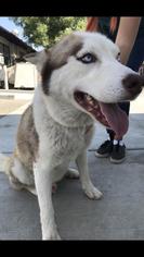 Medium Photo #1 Alaskan Husky-Unknown Mix Puppy For Sale in Fresno, CA, USA