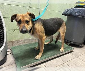German Shepherd Dog-Unknown Mix Dogs for adoption in Grand Prairie, TX, USA
