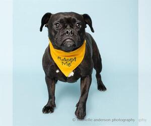 Pug-Unknown Mix Dogs for adoption in Corona, CA, USA