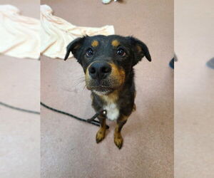 Mutt Dogs for adoption in Ogden, UT, USA