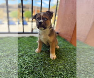 - Mix Dogs for adoption in miami, FL, USA