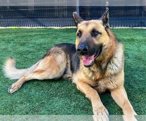 German Shepherd Dog Dogs for adoption in Orange, CA, USA