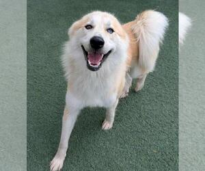 Great Pyrenees-Huskies  Mix Dogs for adoption in Rockwall, TX, USA