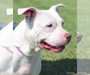 American Pit Bull Terrier Dogs for adoption in Bedford, VA, USA