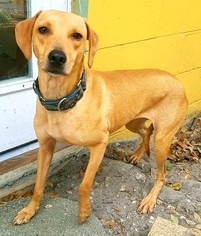 Dachshund-Pointer Mix Dogs for adoption in Gainesville, FL, USA