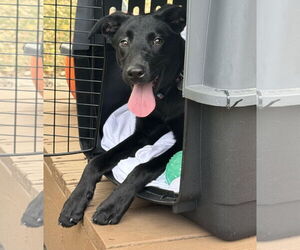 Labrador Retriever-Whippet Mix Dogs for adoption in Princeton, MN, USA