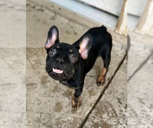 French Bulldog Dogs for adoption in Las Vegas, NV, USA