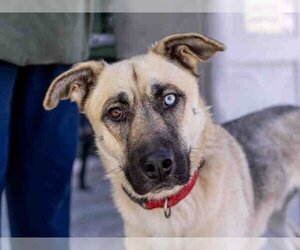 German Shepherd Dog-Huskies  Mix Dogs for adoption in Carlsbad, CA, USA