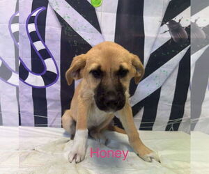 Anatolian Shepherd-Unknown Mix Dogs for adoption in Westwood, NJ, USA
