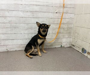 Chihuahua Dogs for adoption in San Bernardino, CA, USA