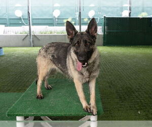 German Shepherd Dog-Unknown Mix Dogs for adoption in Pasadena, CA, USA