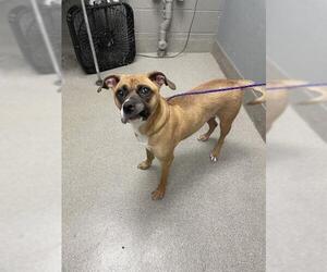 Boxer-Unknown Mix Dogs for adoption in Las Vegas, NV, USA