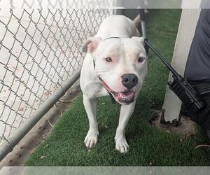 Staffordshire Bull Terrier Dogs for adoption in Corona, CA, USA