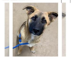 German Shepherd Dog-Unknown Mix Dogs for adoption in Point Pleasant, PA, USA