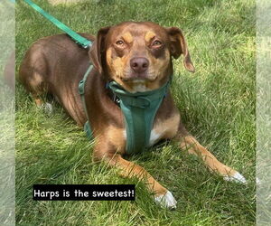 Beagle-Unknown Mix Dogs for adoption in GILBERTS, IL, USA