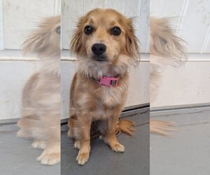 Medium Photo #1 Chiranian Puppy For Sale in Chico, CA, USA