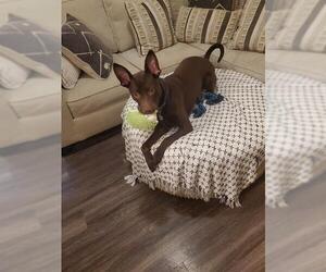 Labrador Retriever-Unknown Mix Dogs for adoption in San Antonio, TX, USA