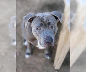 American Pit Bull Terrier Dogs for adoption in Sacramento, CA, USA