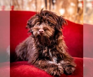 Havanese Dogs for adoption in Wheaton, IL, USA