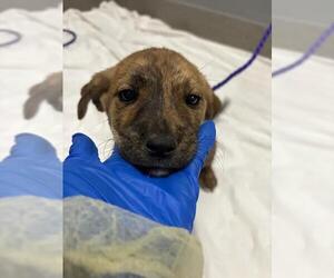 Labrador Retriever-Unknown Mix Dogs for adoption in Las Vegas, NV, USA