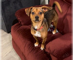 Beagle-Chihuahua Mix Dogs for adoption in Princeton, MN, USA