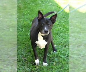 Labrador Retriever-Unknown Mix Dogs for adoption in Thief River Falls, MN, USA