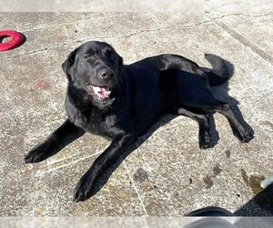 Labrador Retriever-Unknown Mix Dogs for adoption in McKinleyville, CA, USA