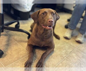 Labrador Retriever-Unknown Mix Dogs for adoption in Raleigh, NC, USA