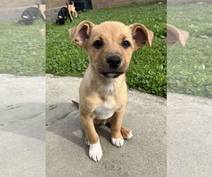 Labrador Retriever-Unknown Mix Dogs for adoption in Davis, CA, USA