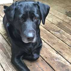 Labrador Retriever Dogs for adoption in Palatine, IL, USA