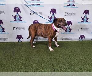 Boxer-Unknown Mix Dogs for adoption in Orlando, FL, USA