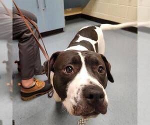 Bullypit Dogs for adoption in Denver, CO, USA