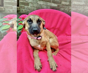Black Mouth Cur-Carolina Dog Mix Dogs for adoption in Missouri City, TX, USA