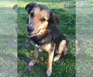 Sheprador Dogs for adoption in Conway, AR, USA