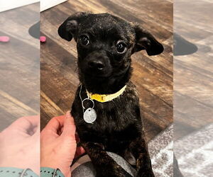 Chihuahua-Unknown Mix Dogs for adoption in Salt Lake City, UT, USA