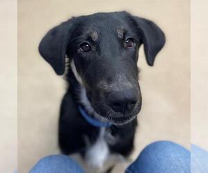 Labrador Retriever-Unknown Mix Dogs for adoption in Aurora, CO, USA