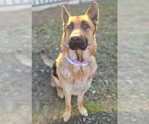 German Shepherd Dog Dogs for adoption in Riverside, CA, USA