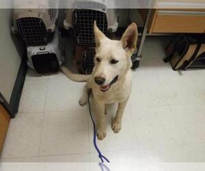 German Shepherd Dog-Unknown Mix Dogs for adoption in Oroville, CA, USA