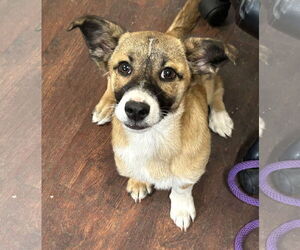 Pembroke Welsh Corgi-Unknown Mix Dogs for adoption in Rockaway, NJ, USA
