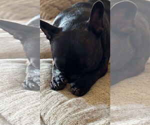 Faux Frenchbo Bulldog Dogs for adoption in Gulfport, MI, USA