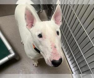 Bull Terrier Dogs for adoption in Denver, CO, USA