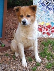 Mutt Dogs for adoption in Greenville, SC, USA