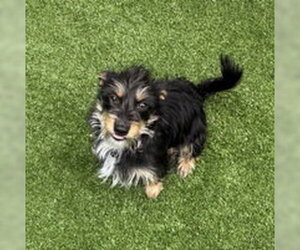 Mutt Dogs for adoption in Salinas, CA, USA
