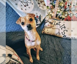Chiweenie Dogs for adoption in Princeton, MN, USA
